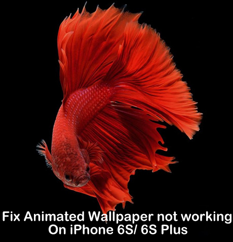 Fix Animated Wallpaper Not Working On Iphone Xs Maxxsxrx