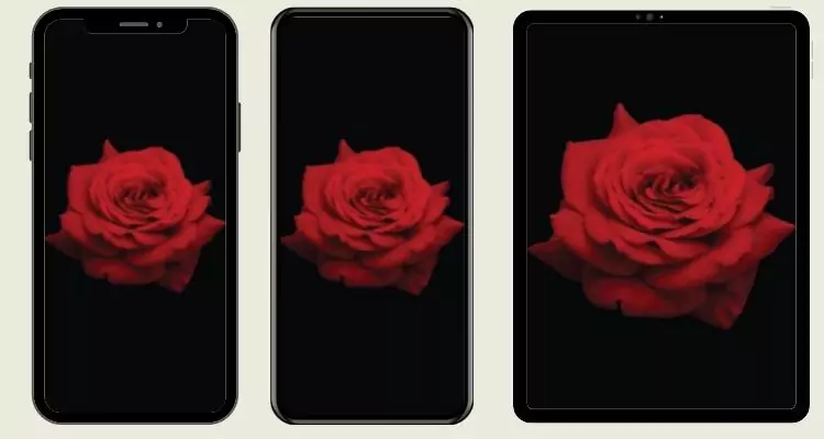 5red-rose-flower-wallpaper-phone
