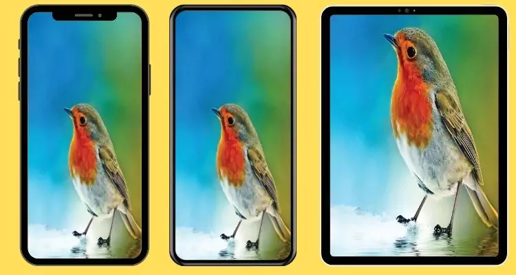 robin-bird-wallpaper