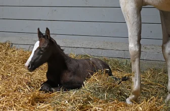 Breaking News: Grade 1 Star Muth Welcomes His First Foal — A New Year’s Filly at Gainesway