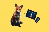 Best Free Fox Wallpapers for iPhone, iPad, Android in 2026