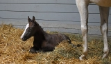 Grade 1 Star Muth Welcomes His First Foal Filly